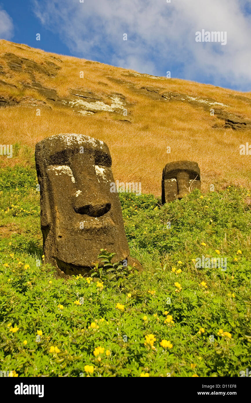 Easter Island statues moai surrounded by wildflowers on the inner slopes of Ranu Raraku
