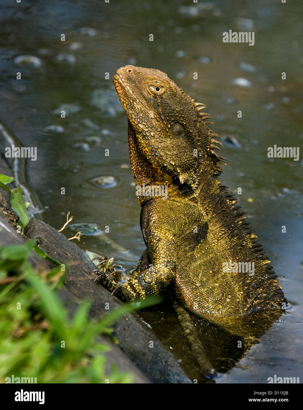 Eastern water dragon - Physignathus  lesueurii - an Australian lizard - climbing out of clear water by riverbank Stock Photo