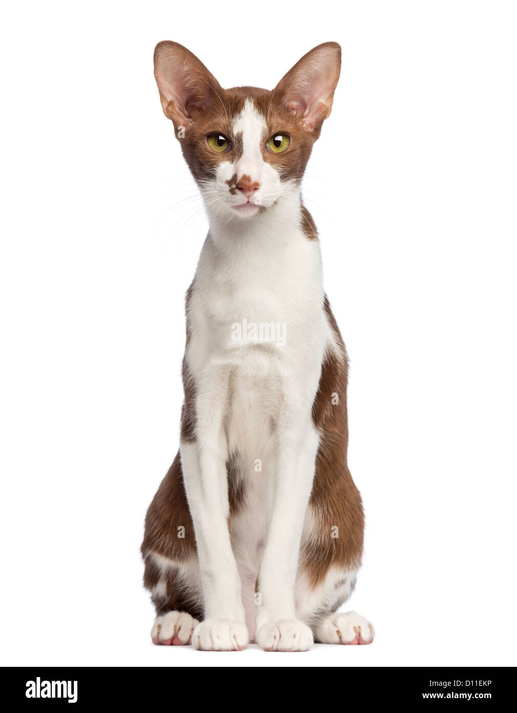 Oriental Shorthair sitting and looking at the camera against white ...