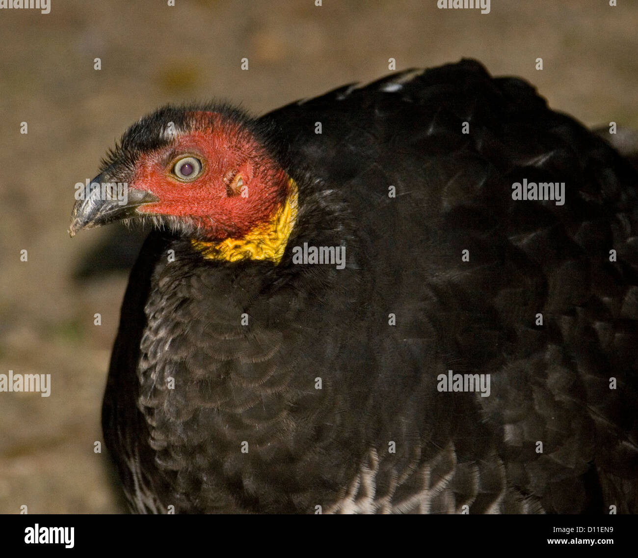 Portrait of red face of Australian scrub / brush / bush turkey - Alectura lathami Stock Photo