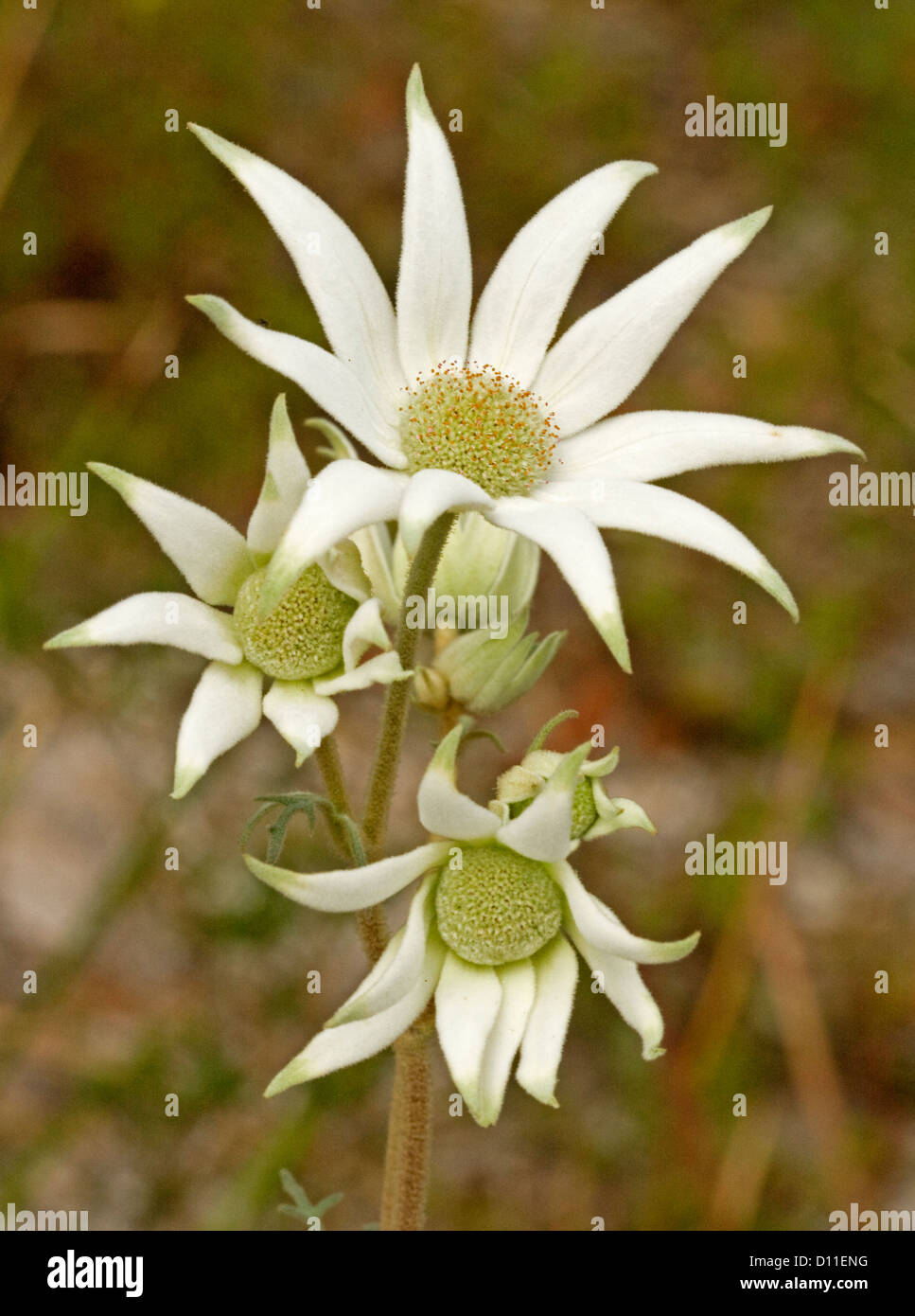 Group of white flannel flowers - Arctotis helianthi - Australian wildflowers growing in the wild in Myall Lakes National Park Stock Photo