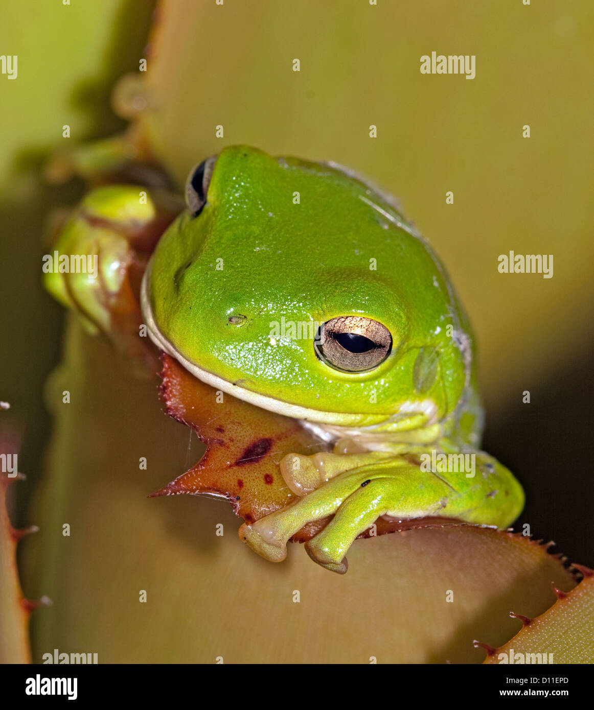 green tree frog - Litoria caerulea - climbing out from the spiny leaves of a bromeliad in tropical Australia Stock Photo