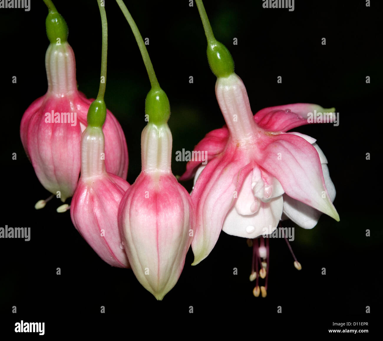 Cluster of beautiful pink and white flowers and buds of Fuchsia 'Swing-a-long' against a black background Stock Photo