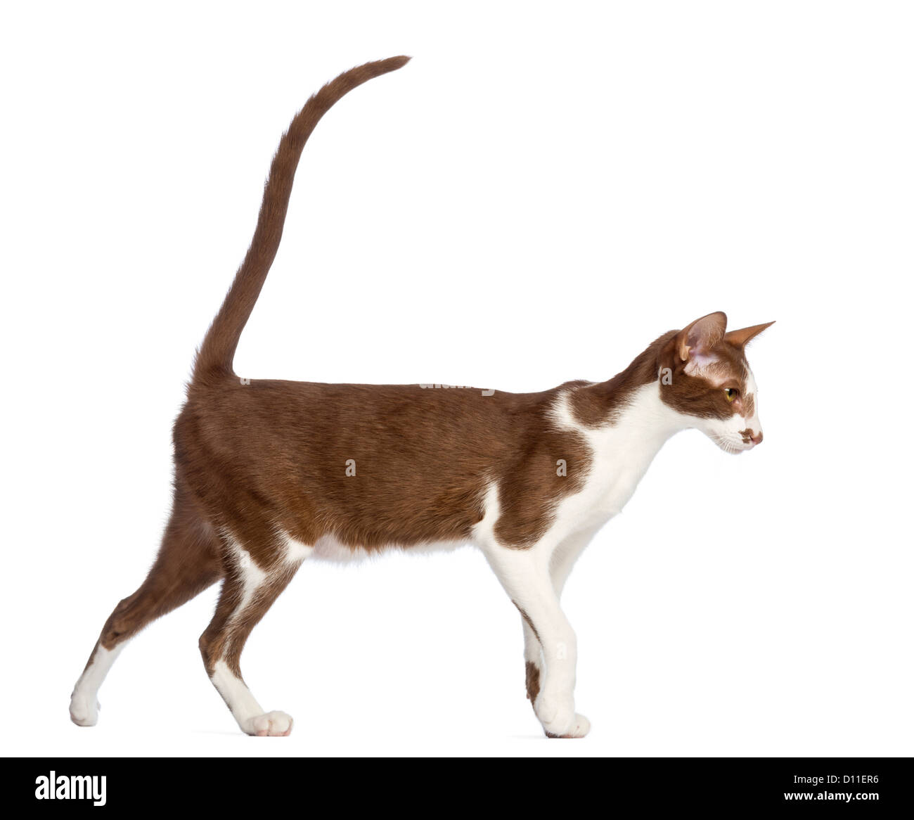 Side view of an Oriental Shorthair walking against white background