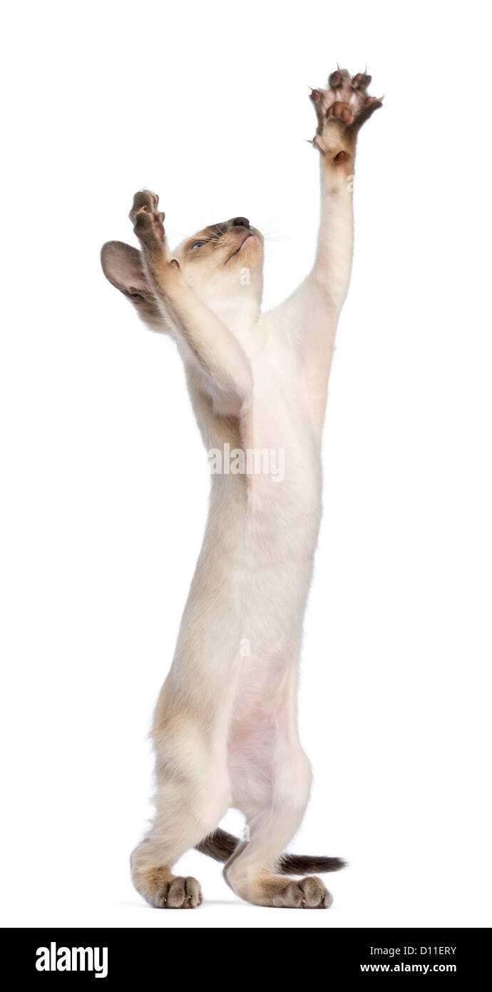 Oriental Shorthair kitten, 9 weeks old, standing and reaching up against white background Stock Photo