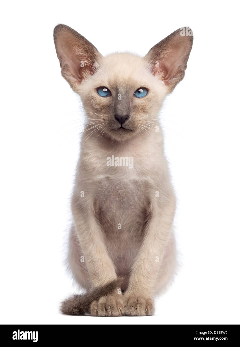 Oriental Shorthair Kitten 9 Weeks Old Sitting And Looking At