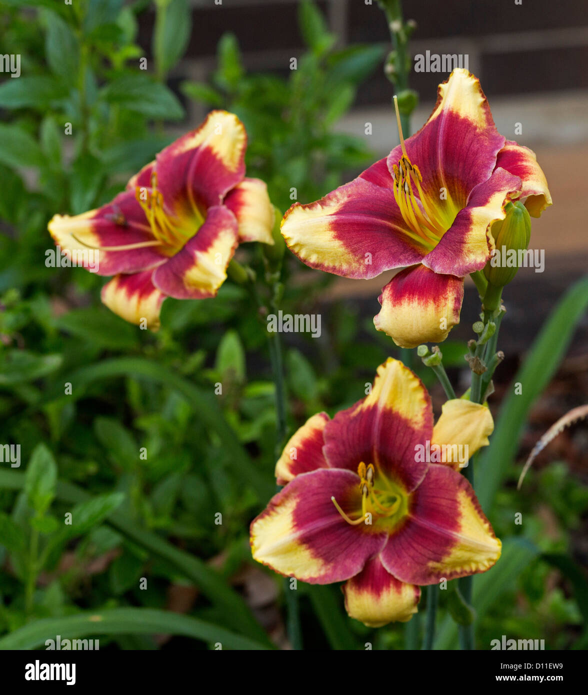 Cluster of dark red and yellow flowers of daylily, Hemerocallis 'Aragon', with emerald green leaves Stock Photo