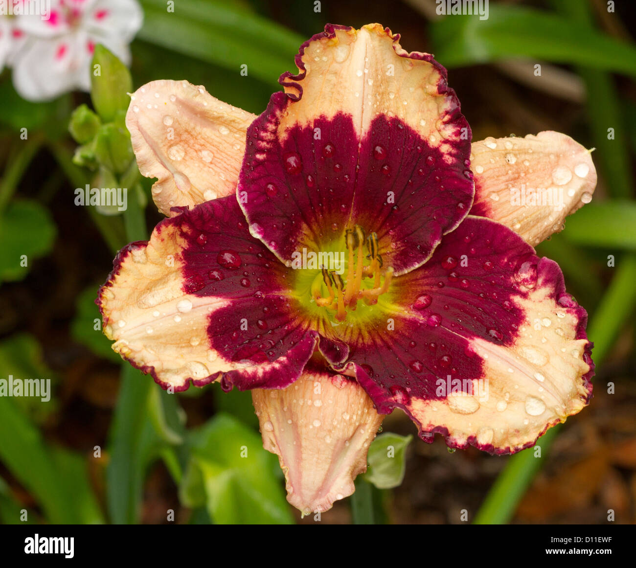 Spectacular dark red and apricot frilly edged flower of Hemerocallis 'Jane Trimmer' with raindrops on petals and emerald foliage Stock Photo