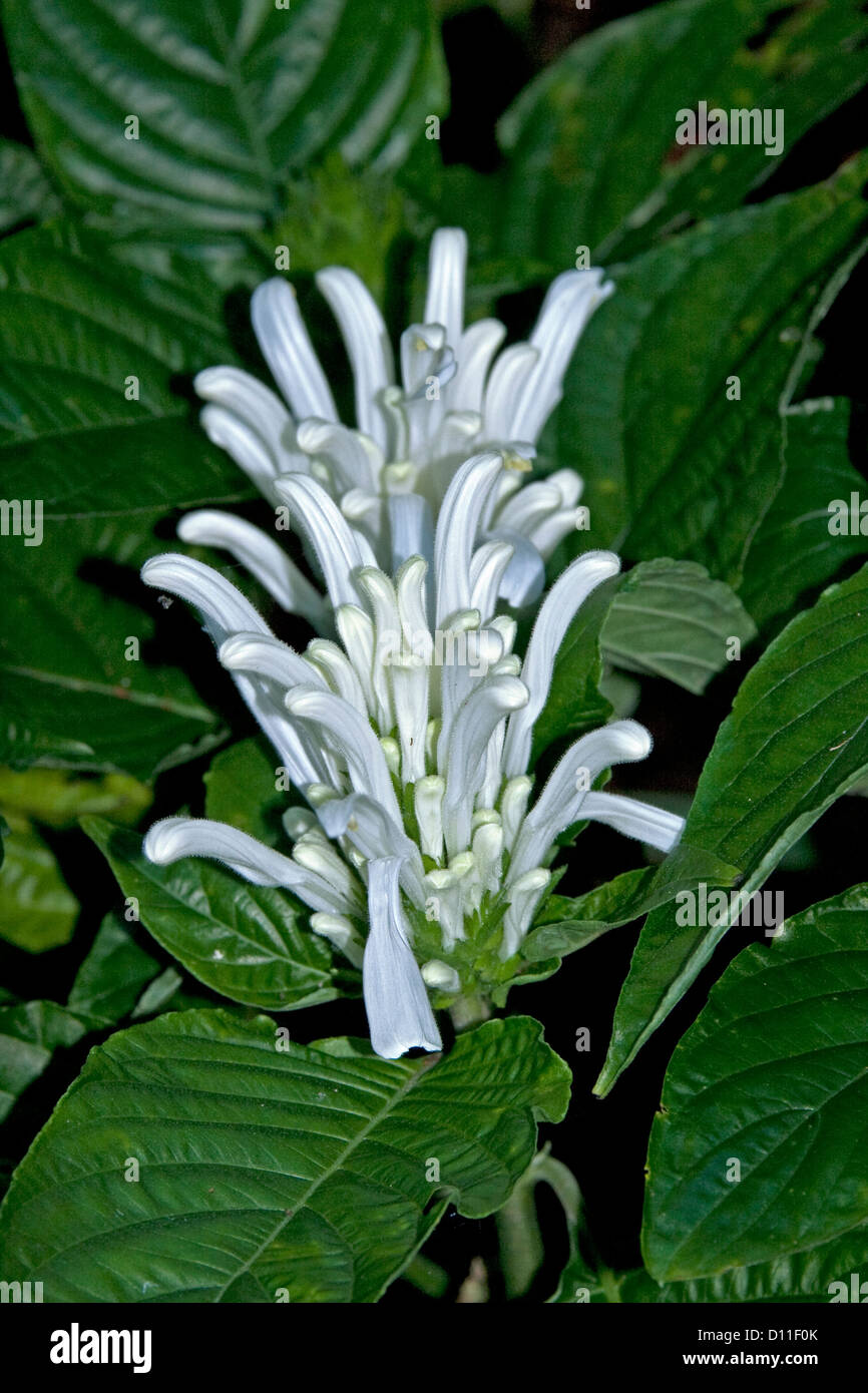 Cluster of white flowers Justicia carnea variety 'Alba' - Brazilian plume flower surrounded by emerald green foliage Stock Photo