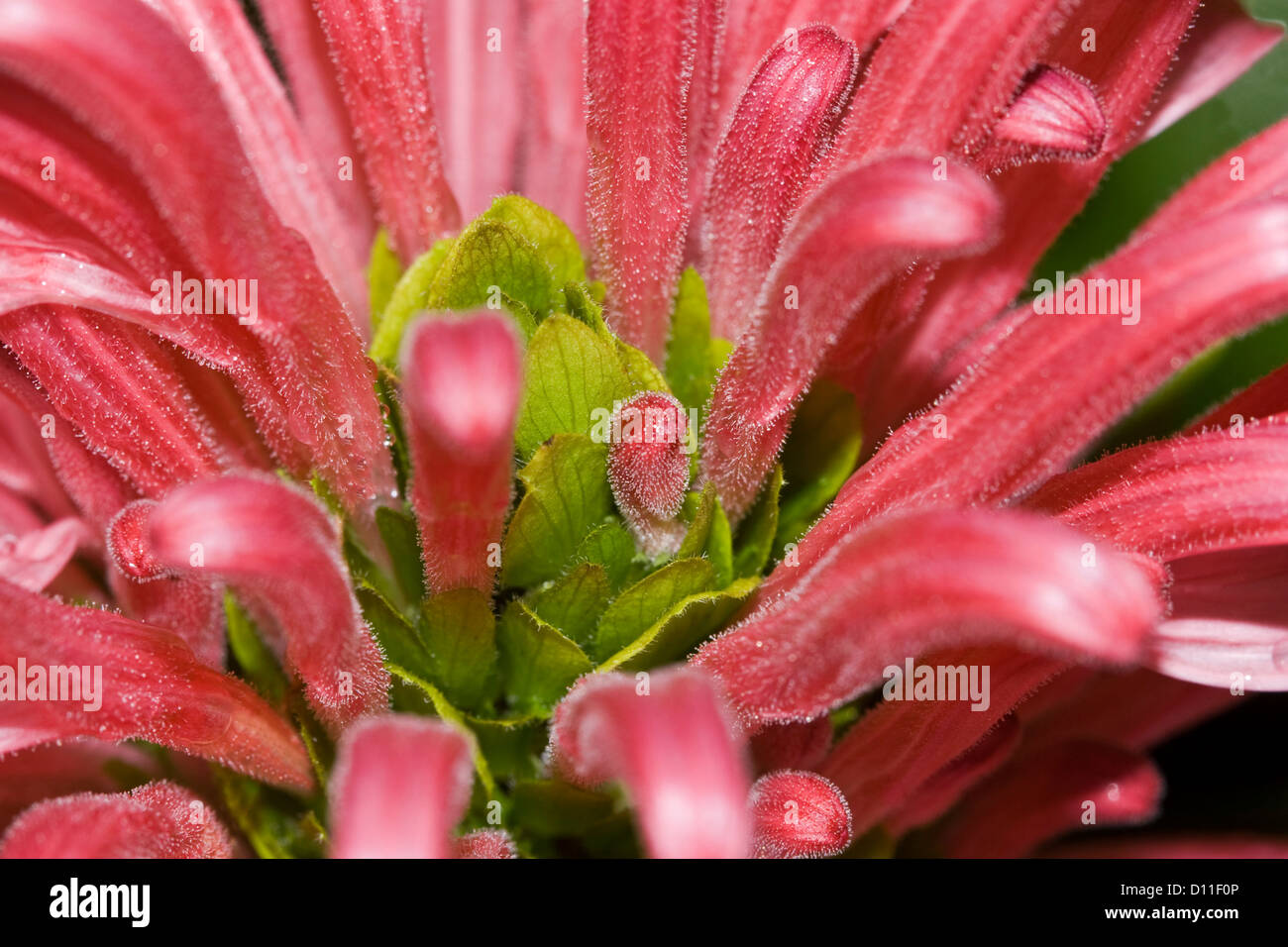 Closeup / macro shot of cluster of bright pink flowers of Justicia carnea - Brazilian plume flower Stock Photo