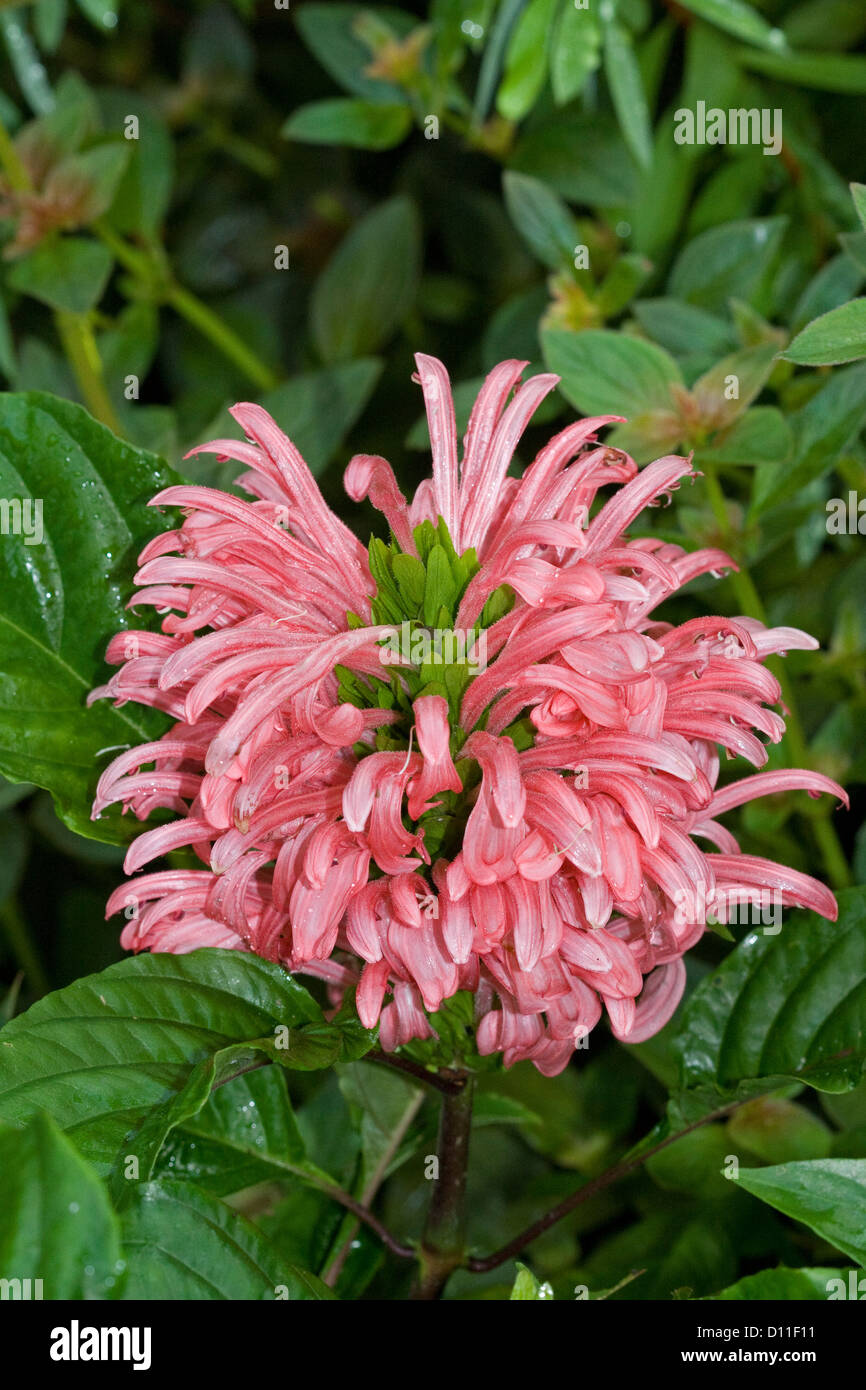 Cluster of bright pink flowers of Justicia carnea - Brazilian plume flower surrounded by emerald green foliage Stock Photo