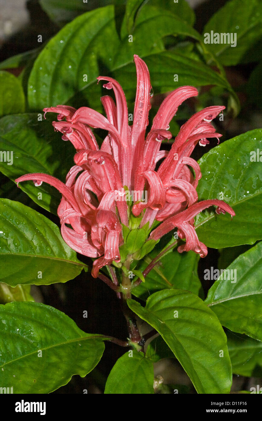 Cluster of bright pink flowers of Justicia carnea - Brazilian plume flower - with emerald foliage Stock Photo