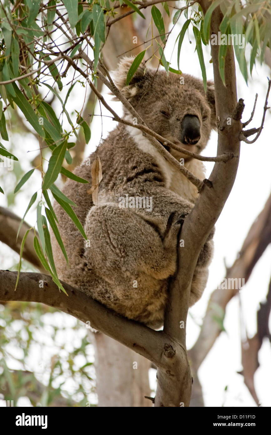 Koala bear sleeping in a fork of tree in the wild at Raymond Island, near Paynesville, Victoria Australia Stock Photo