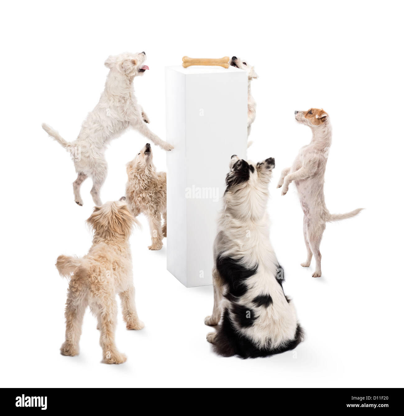 Dogs jumping and looking at bone on pedestal against white background Stock Photo