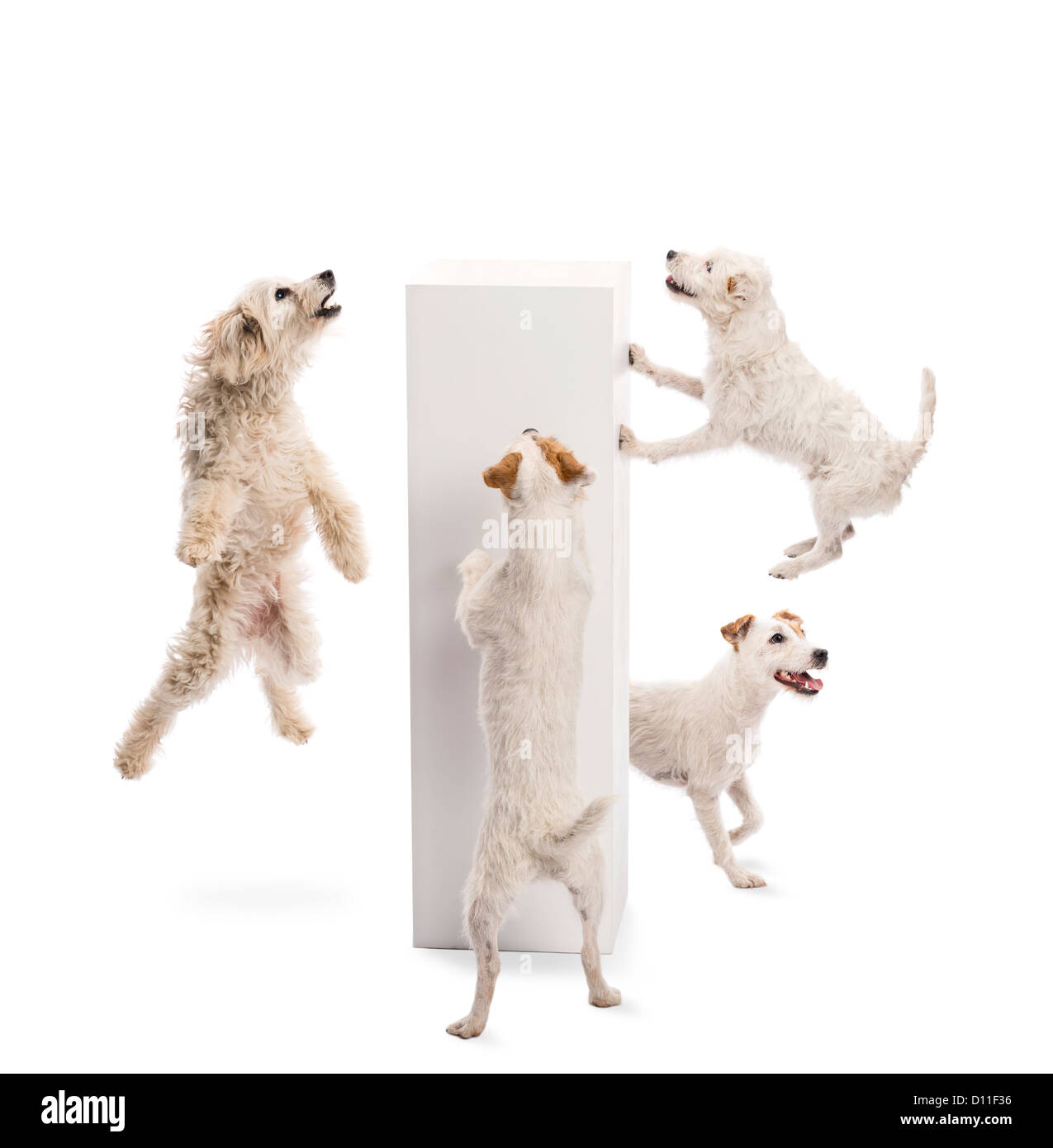 Dogs jumping and looking at pedestal against white background Stock Photo
