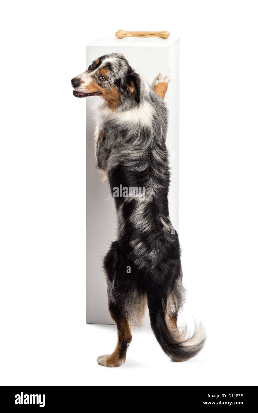 Australian Shepherd standing on hind legs and trying to reach a bone on the top of a pedestal against white background Stock Photo