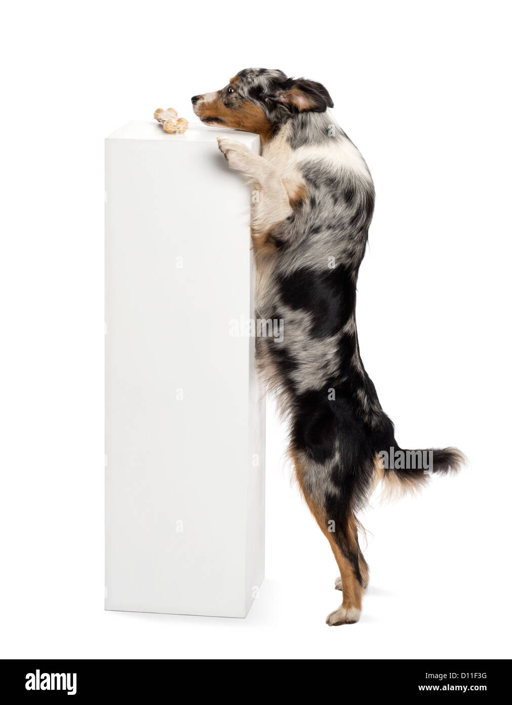 Australian Shepherd standing on hind legs and trying to reach a bone on the top of a pedestal against white background Stock Photo