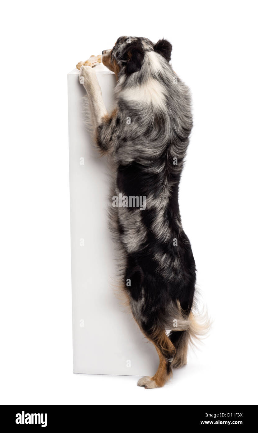 Australian Shepherd standing on hind legs and trying to reach a bone on the top of a pedestal against white background Stock Photo