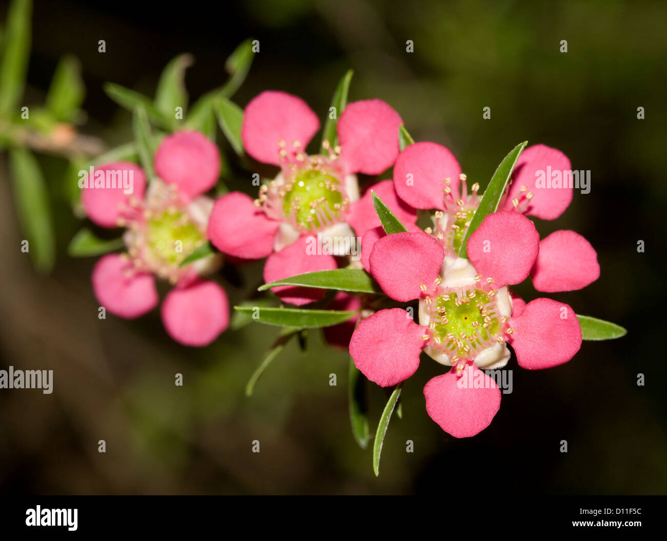 Cluster of bright pink flowers and foliage of Leptospermum 'Tickled Pink' - tea tree - an Australian native wildflower cultivar Stock Photo