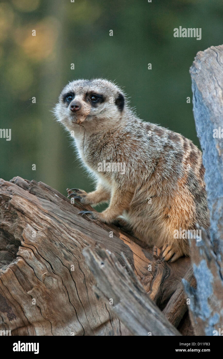 Meerkat on log at Taronga Western Plains zoo at Dubbo, NSW Australia Stock Photo