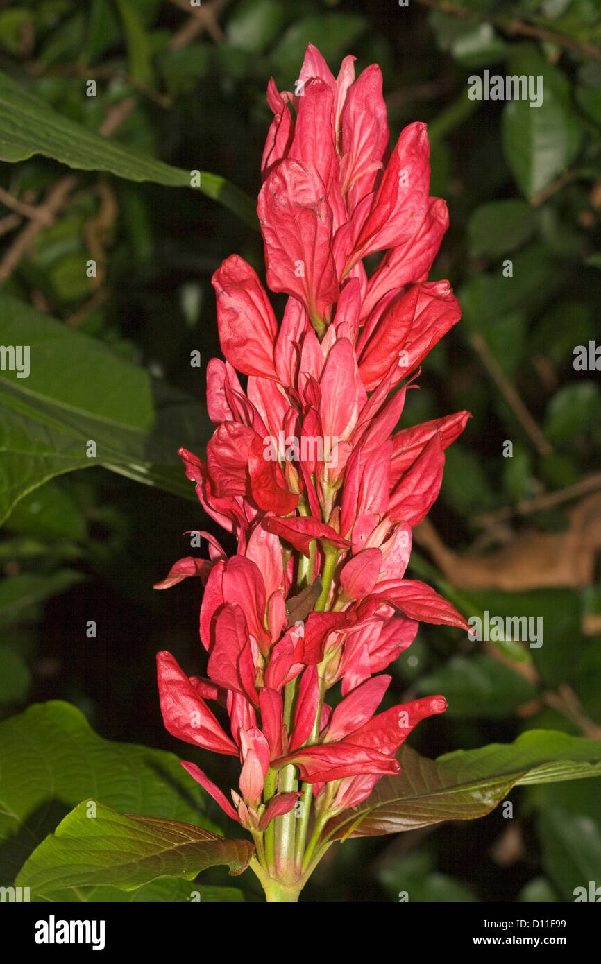 Spike of bright red flowers and foliage of Megaskepasma erythroclamys - Brazilian red cloak, a sub tropical flowering shrub Stock Photo