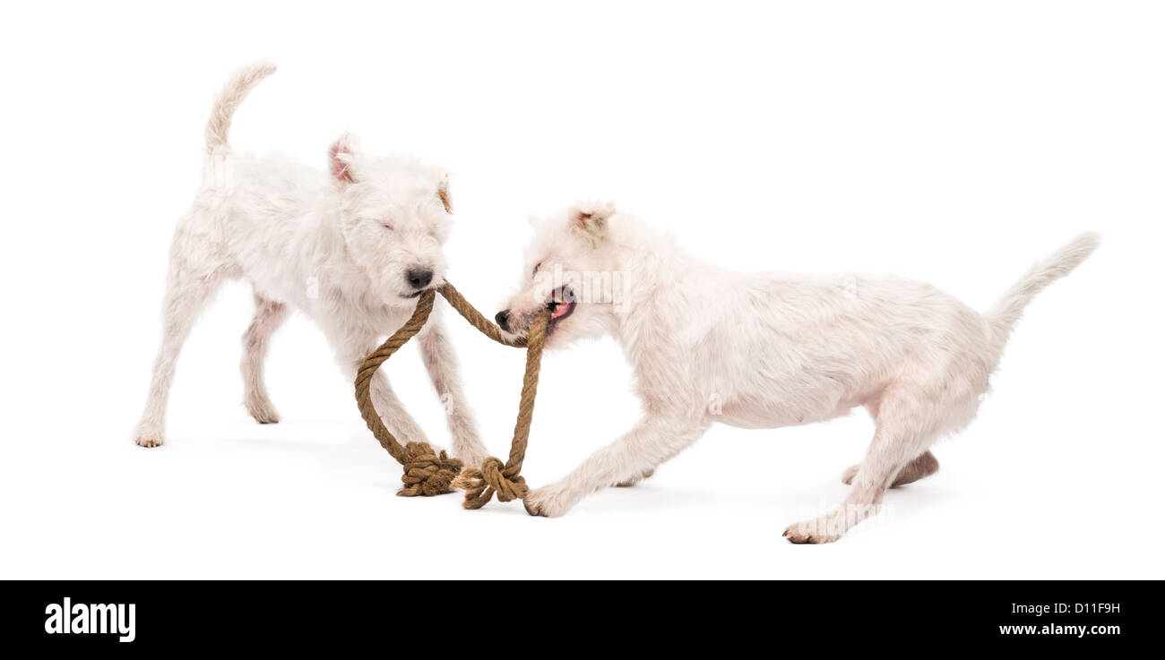 Parson Russell Terriers playing with a rope against white background Stock Photo