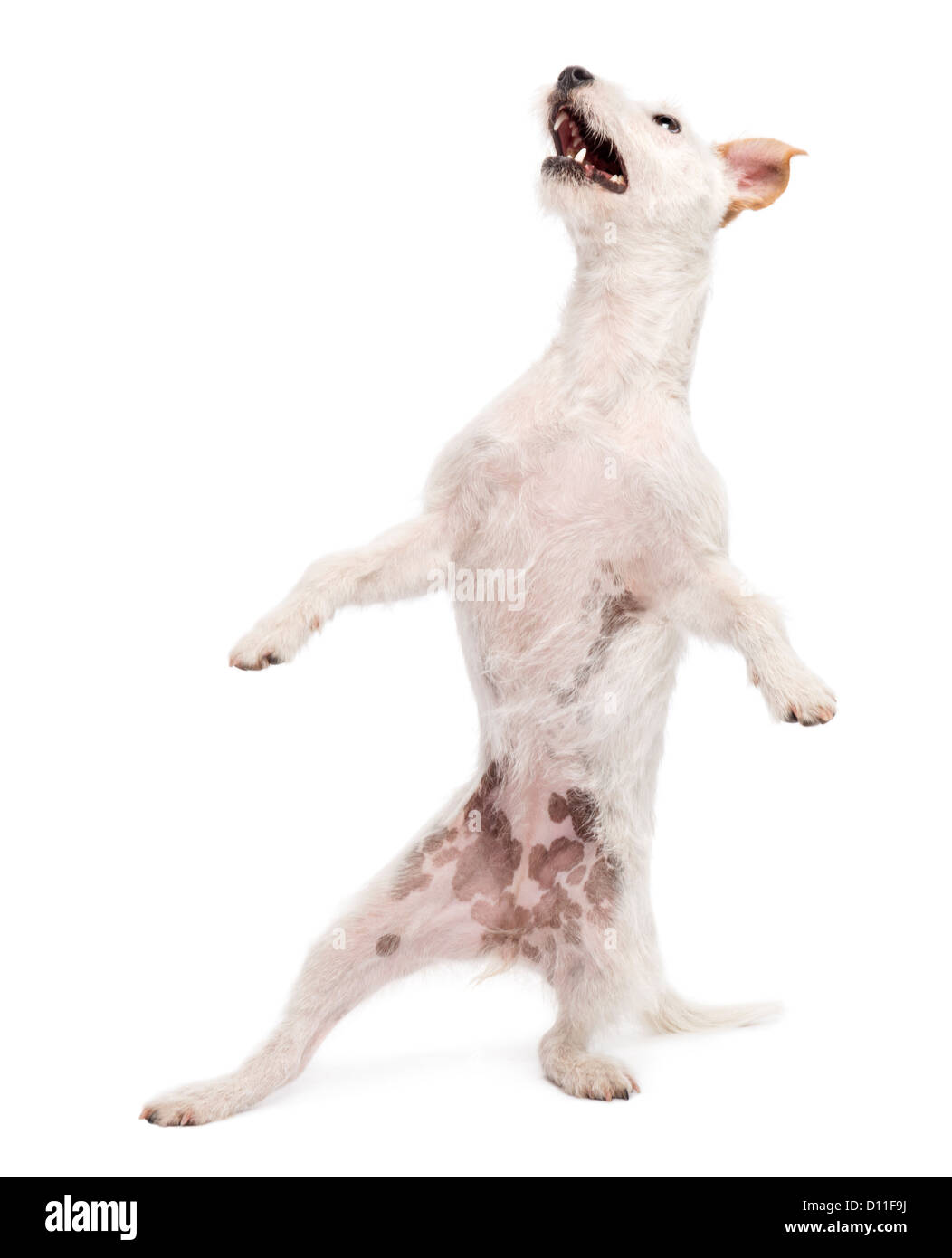 Parson Russell Terrier on hind legs against white background Stock Photo