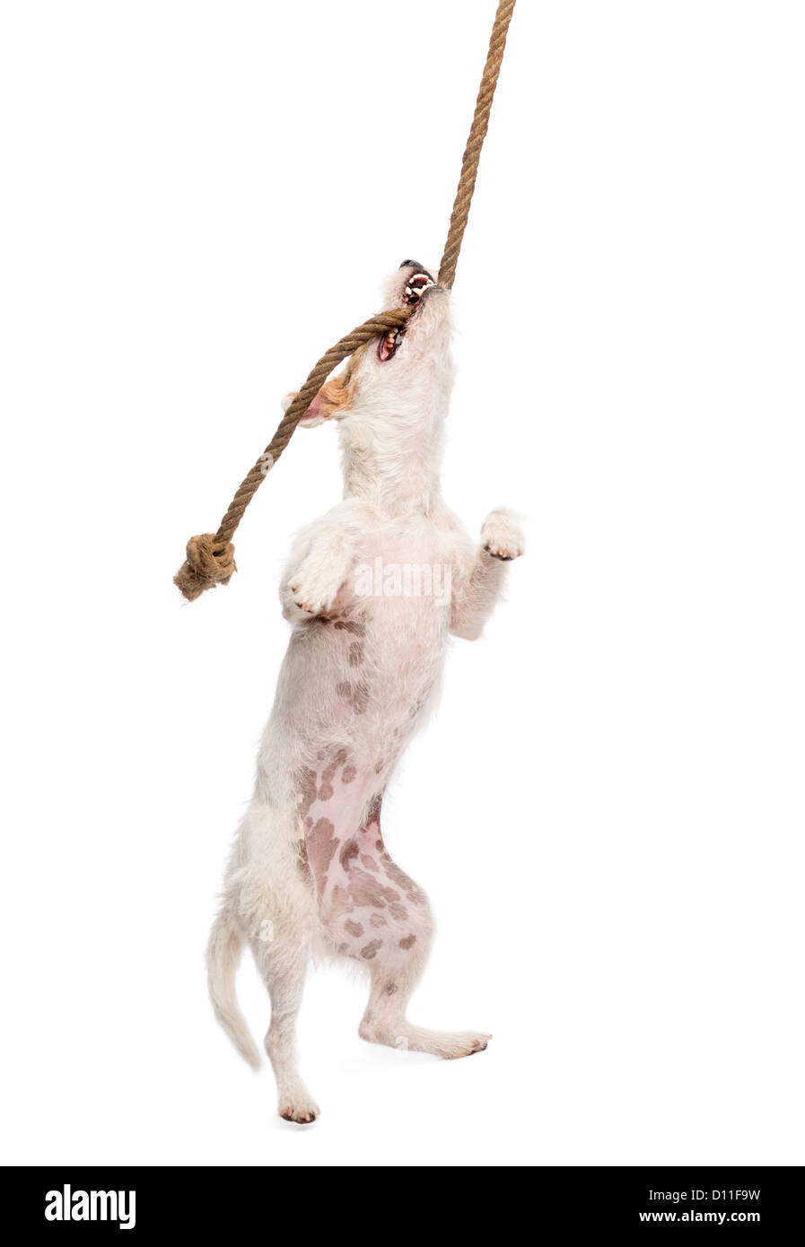 Parson Russell Terrier hanging on a rope against white background Stock Photo