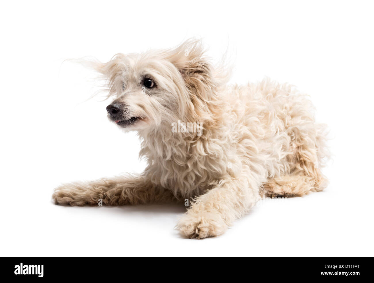 Crossbreed dog lying against white background Stock Photo - Alamy
