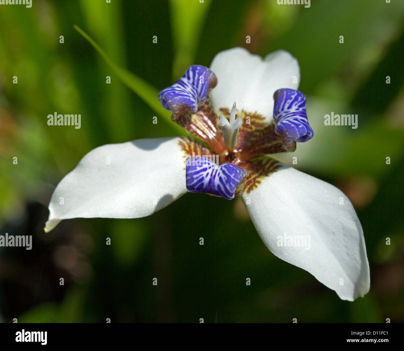 Neomarica gracilis - walking iris, blue and white flower of perennial garden plant. Stock Photo