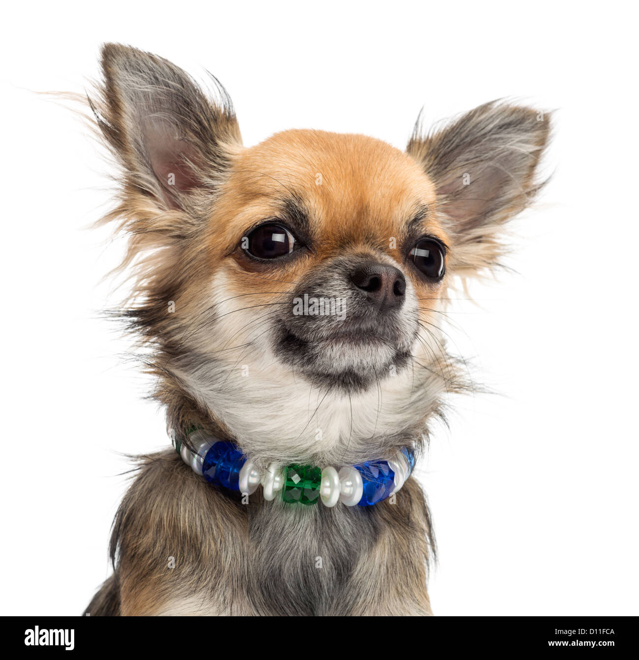 Chihuahua wearing collar and looking at camera against white background