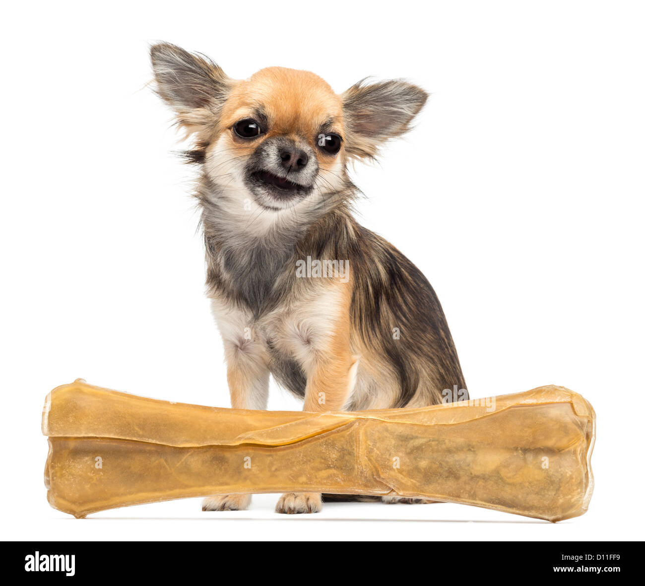 Chihuahua pulling a face and sitting behind a knuckle bone against white background Stock Photo