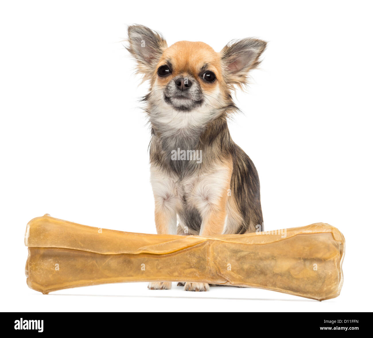 Chihuahua sitting behind a knuckle bone and looking away against white background Stock Photo