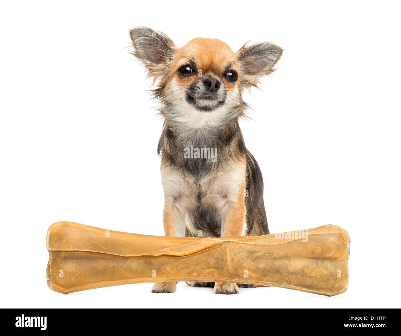 Chihuahua sitting behind a knuckle bone and looking away against white background Stock Photo