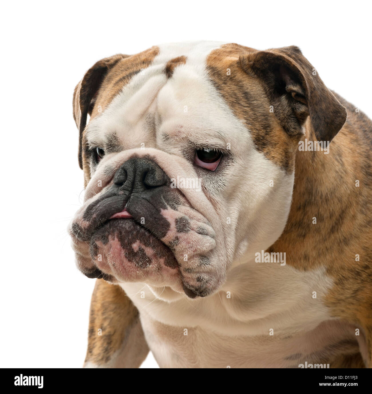 Close-up of an English Bulldog, 4 years old, looking away against white background Stock Photo