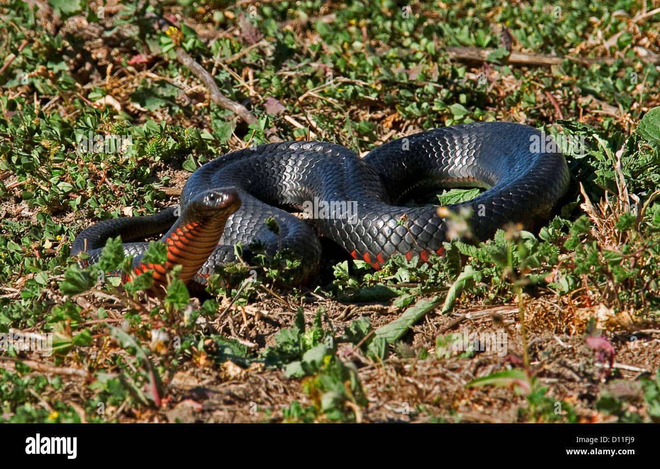 Red bellied black snake hi-res stock photography images Alamy