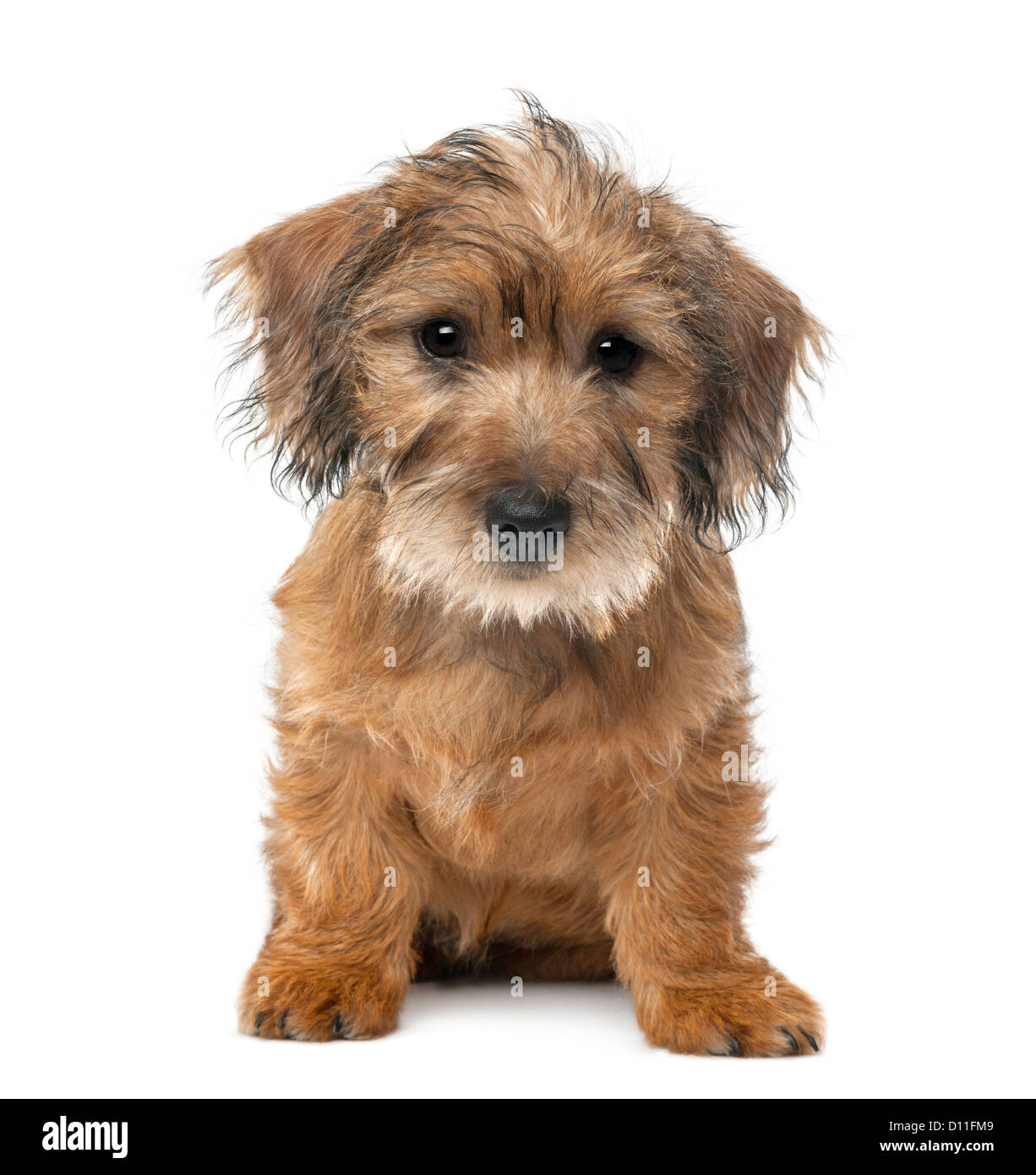Mixed-breed dog puppy, 3 months old, sitting and looking at the camera against white background Stock Photo