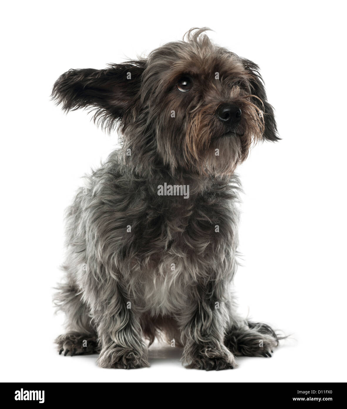 Mixed-breed dog, 3 years old, sitting and looking away against white background Stock Photo