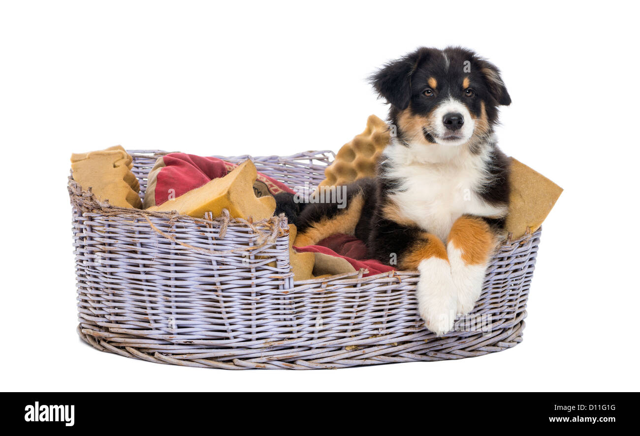 Australian Shepherd puppy, 3 months old, lying in dog bed against white