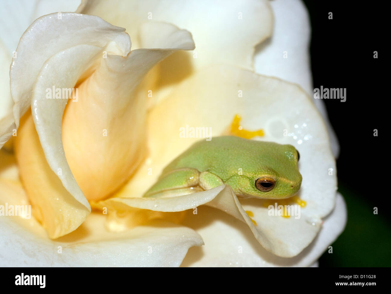 Tiny bright green dainty tree frog Litoria gracilenta on pale yellow petals of a rose against black background Stock Photo