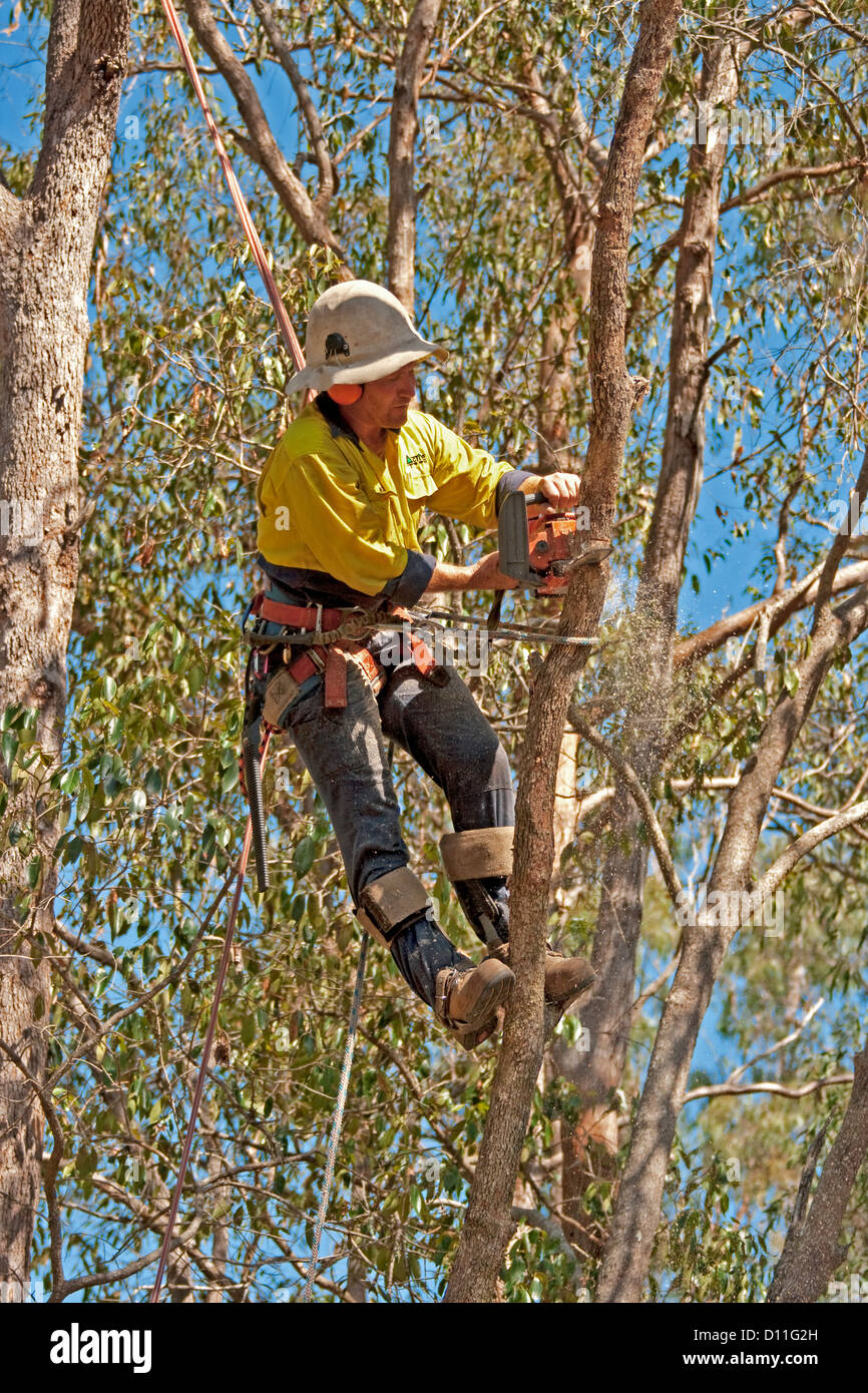 Professional tree feller climbing and working among branches of tall