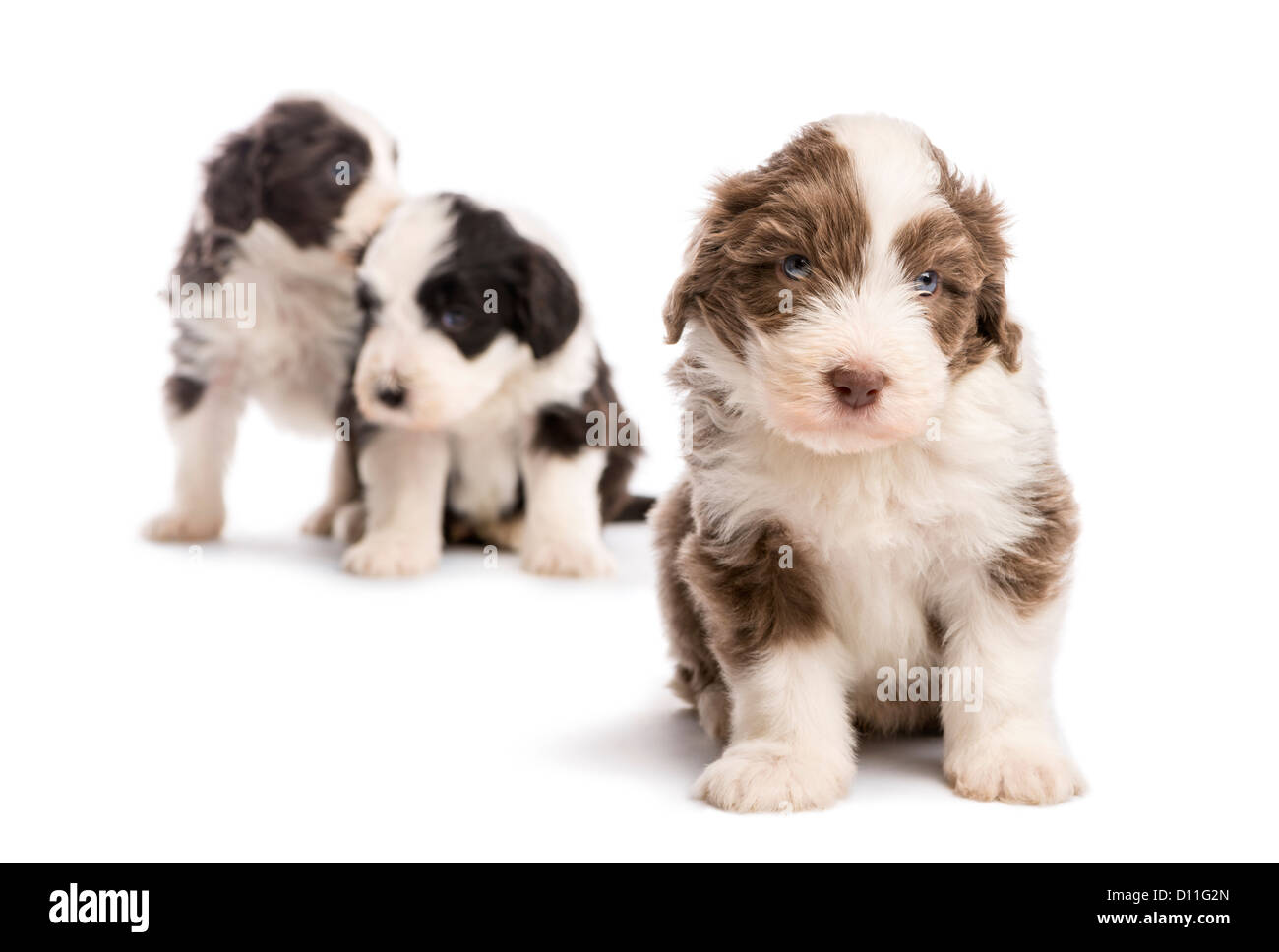 Bearded Collie puppy, 6 weeks old, sitting and standing with focus on foreground against white background Stock Photo