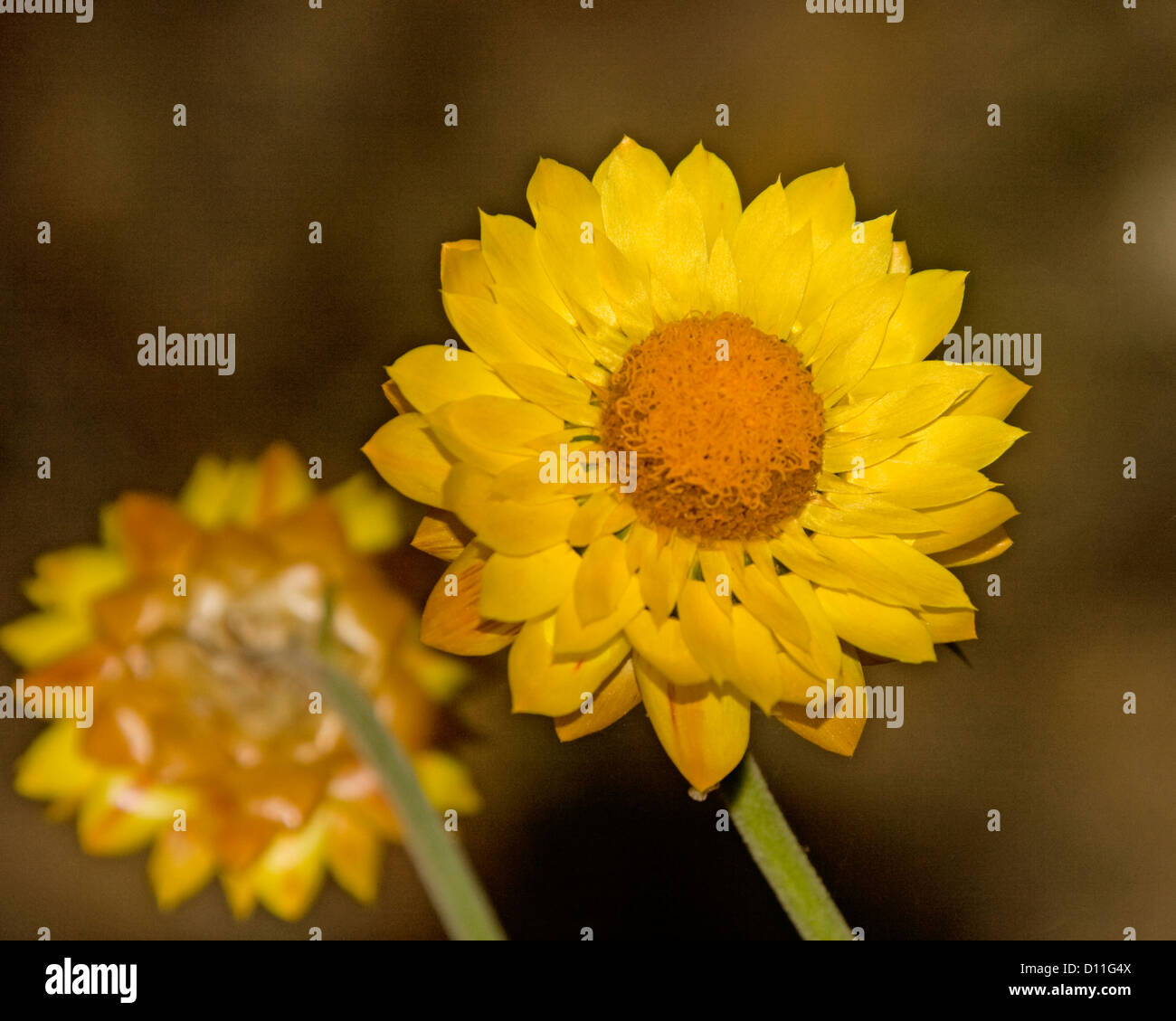 Australian wildflowers - Xenochrysum bracteatum - yellow everlasting daisy, Stock Photo