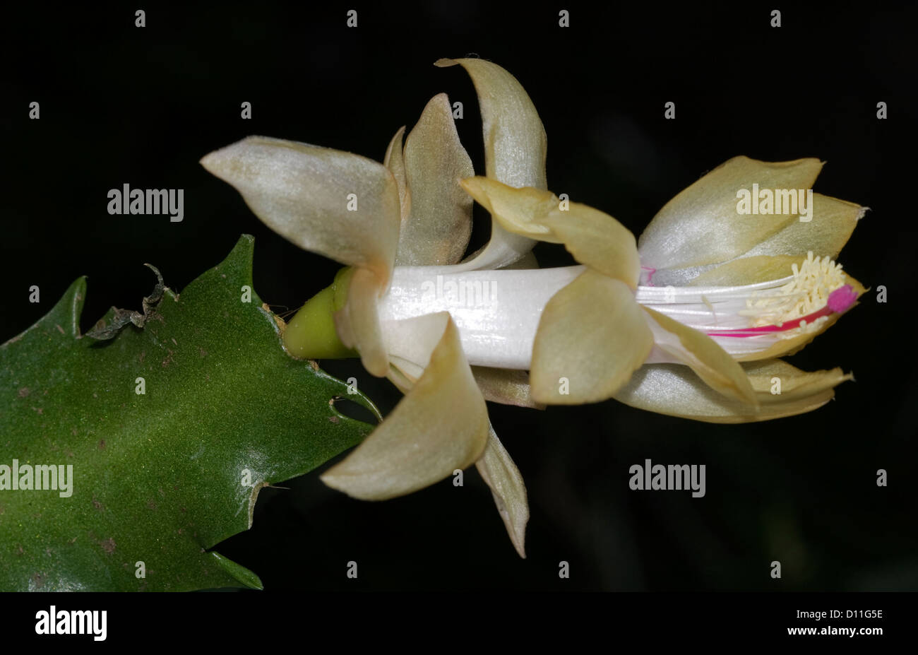 Beautiful pale yellow / white flower and green 'leaf' of Zygocactus 'Gold Charm' - a cactus plant, Christmas / Easter cactus on black background Stock Photo