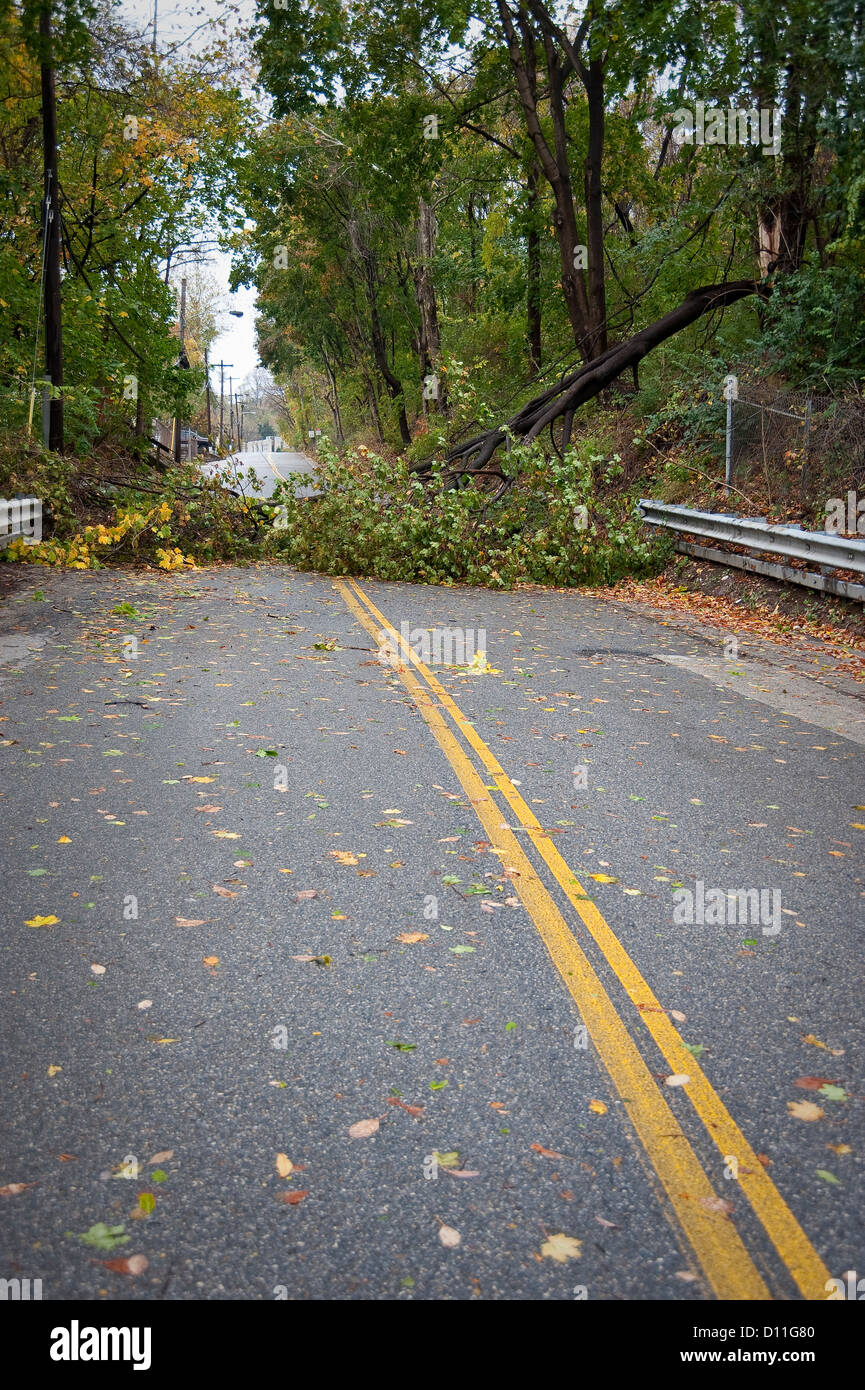Tree In Road After Storm Damage, Pennsylvania, USA Stock Photo