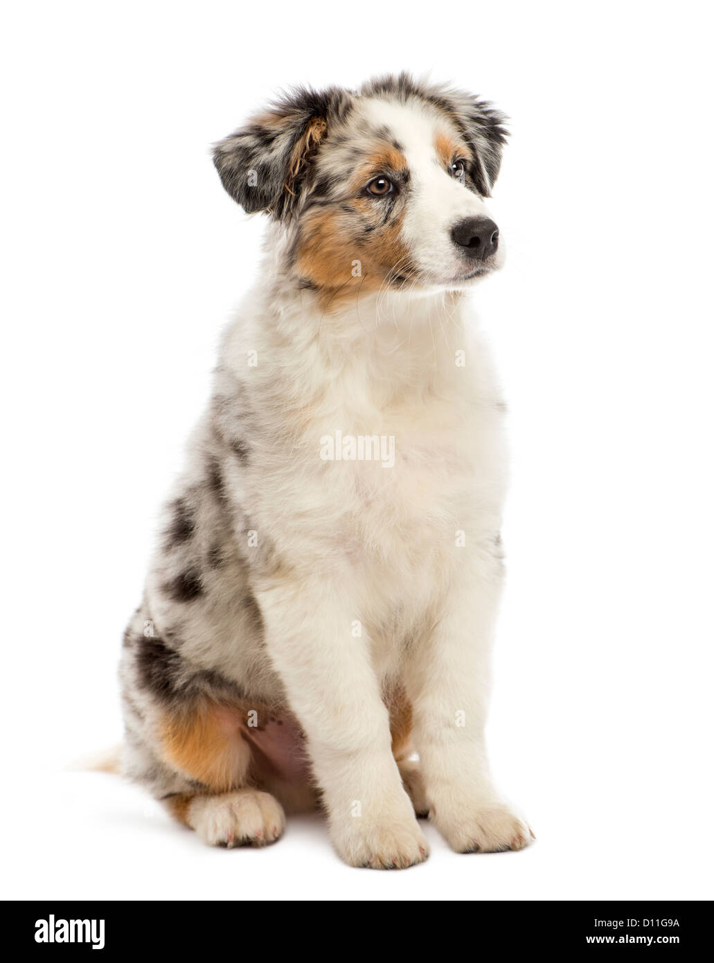 Australian Shepherd puppy 3 months old sitting and looking away