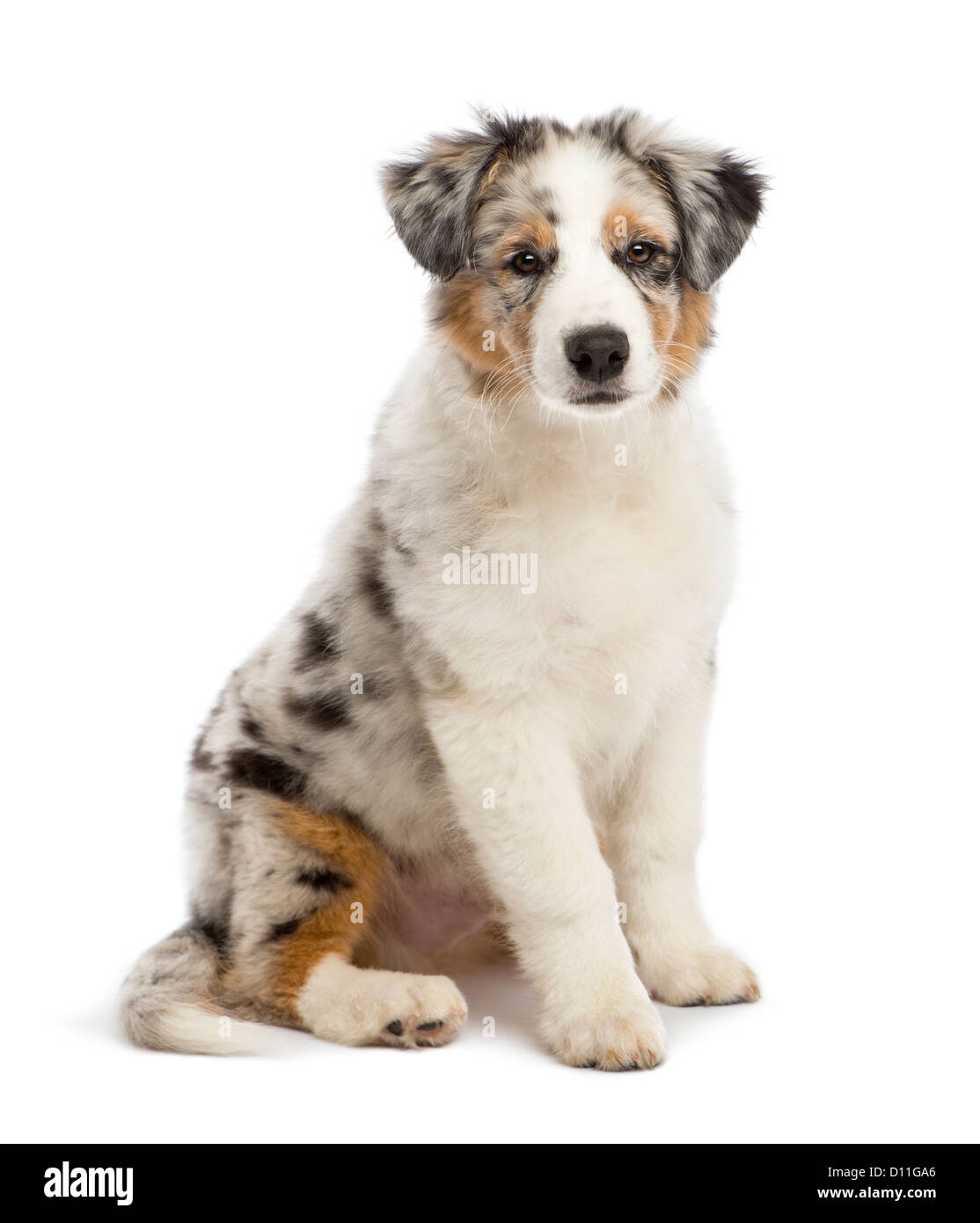 3 month old australian shepherd sales