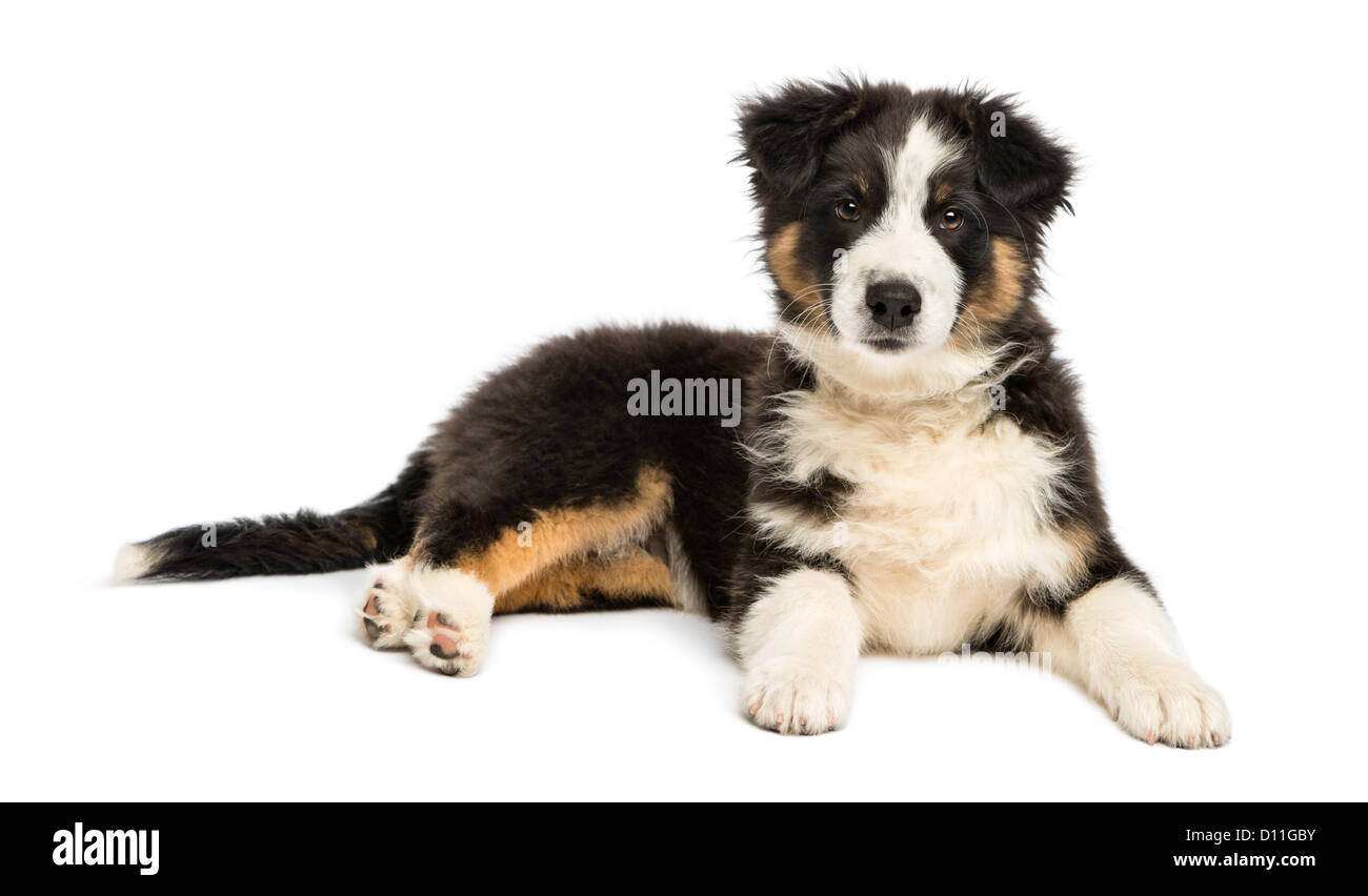 3 month australian shepherd
