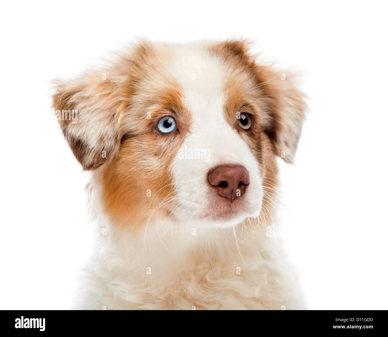 Close up of an Australian Shepherd puppy 3 months old, looking away