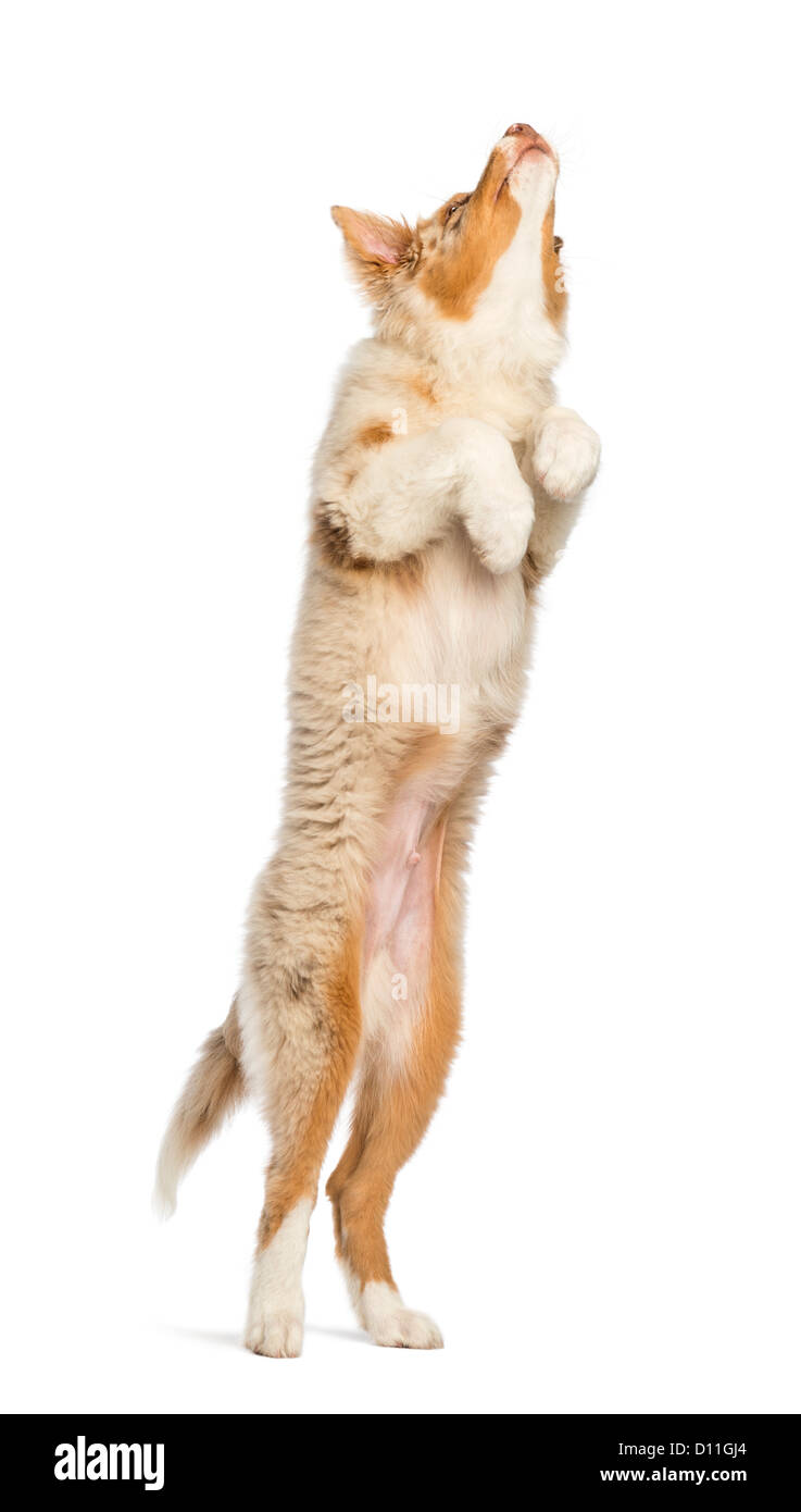 Australian Shepherd puppy, 3.5 months old, about to jump against white background Stock Photo